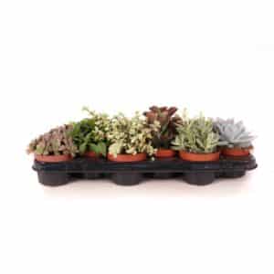 Succulent Special Mix in Pot 10.5cm