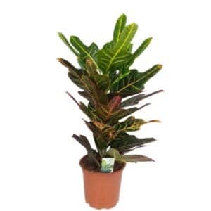 Codiaeum Variegata 'Excellent' In Pot 19cm