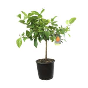 Clementine SRA 89 in Pot 20cm