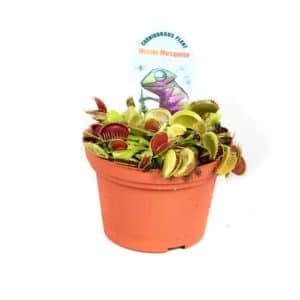 Dionaea muscipula in pot 9cm