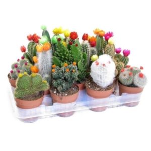 Cactus with Strawflower in Pot 10.5cm