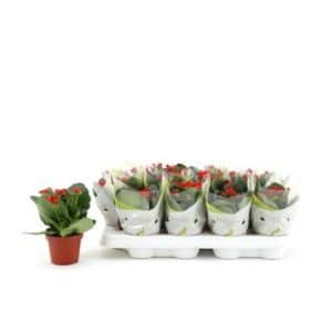 Kalanchoe In Pot 7cm