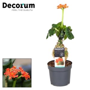 Jatropha Podagrica In Pot 13cm