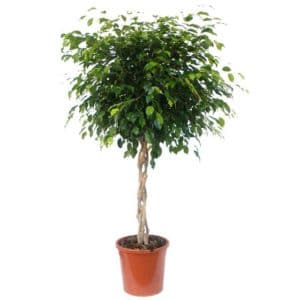 Ficus Benjamina Braided Trunk in Pot 27cm