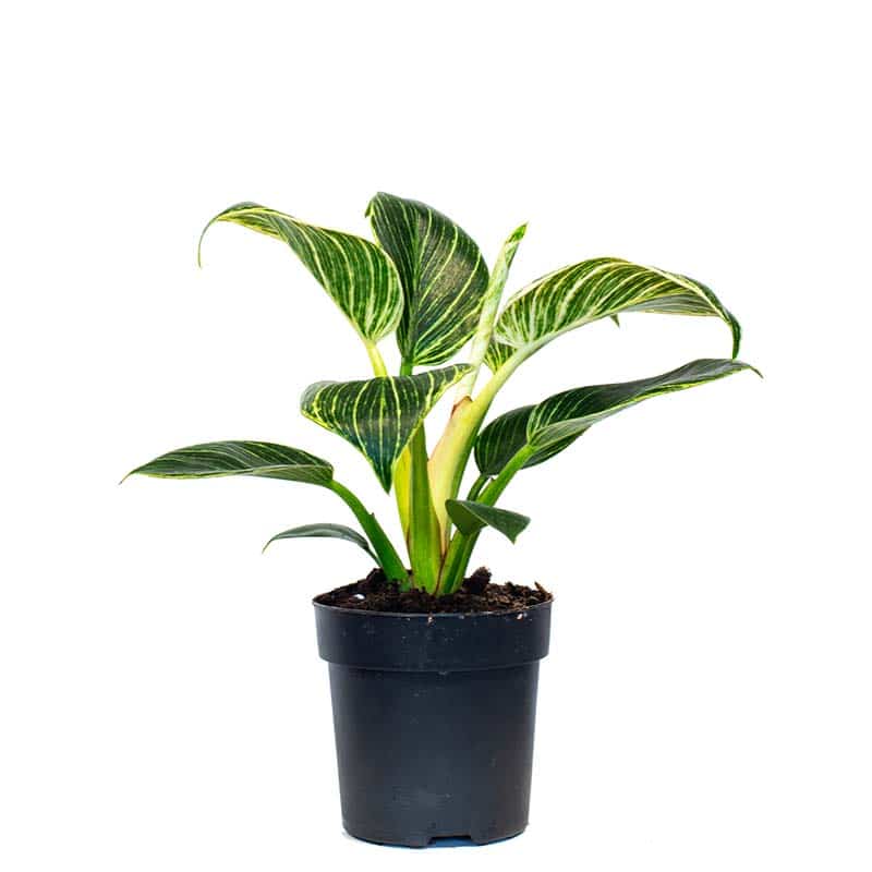 Philodendron Birkin in Pot 12 cm - Sherries Estates