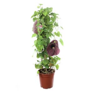 Aristolochia Litoralis Pyramid in Pot 21cm