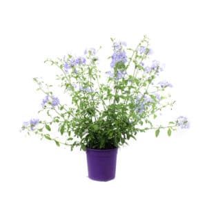 Plumbago In Pot 19cm
