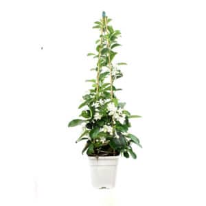 Stephanotis in Pot 19cm