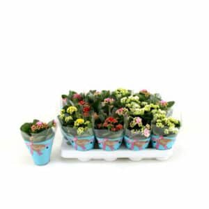 Kalanchoe in Pot 8cm