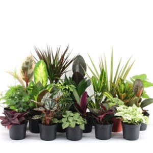 House Plants mixed in Pot 8.5cm