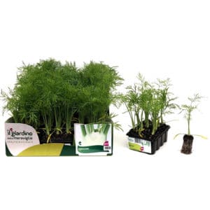 Finocchio (Fennel) F1 Hybrid 12 Seedlings