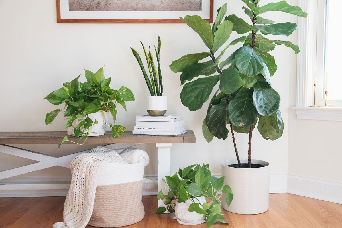 How to Increase Humidity For Plants (What Works)