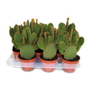 Opuntia Cespuglio 19cm