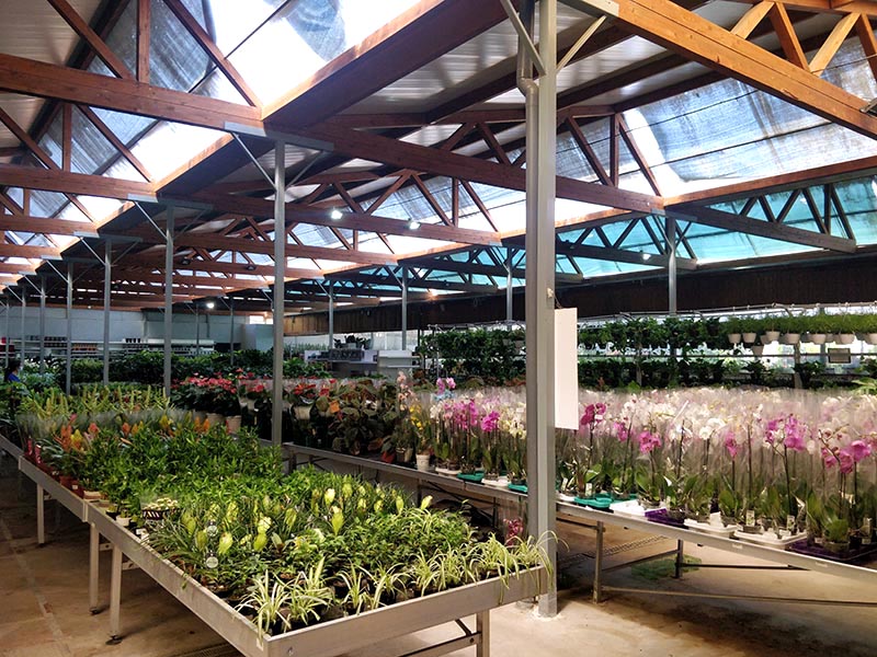Indoor Plant Section