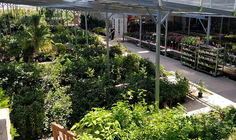 Outdoor plants display