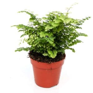 Adiantum raddianum Fragrans In Pot 12cm