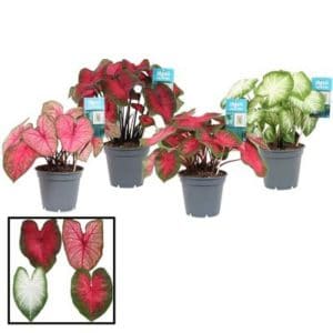 Caladium Mix in Pot 19cm