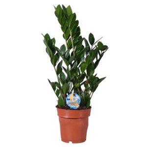 Zamioculcas In Pot 17cm