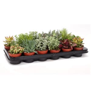 Succulent Mix in Pot 8cm
