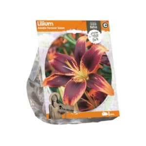 Lilium Asiatic Forever Susan x1 bulb