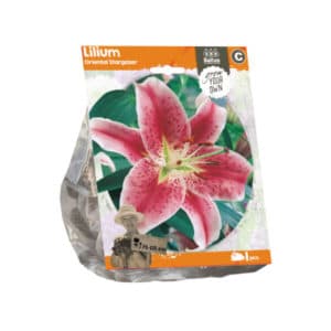 Lilium Oriental Stargazer x1 bulb