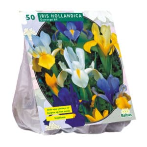 Dutch Iris Mixed (Iris hollandica) – Bulk Pack of 50