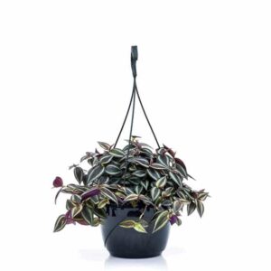 Tradescantia Nanouk in Basket 20cm
