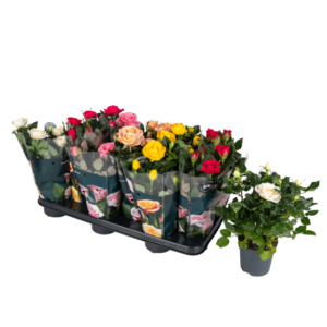 Rosa Victory Mix In Pot 10.5cm