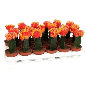 Gymnocalcium Graft Orange 8.5cm