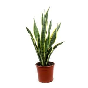 Sanseveria Laurentii in Pot 14cm H40-50cm