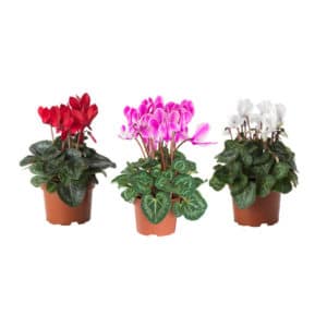 Ciclamino (Cyclamen) in Pot 14cm