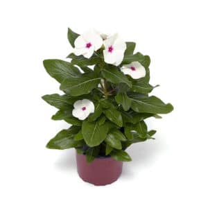 Vinca in Pot 14cm