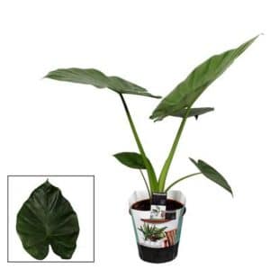 Alocasia Macrorrhiza In Pot 19cm