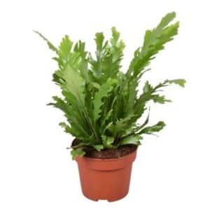 Asplenium nidus 'Campio' in pot 12cm