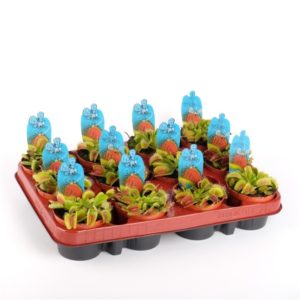 Dionaea muscipula in Pot 9cm