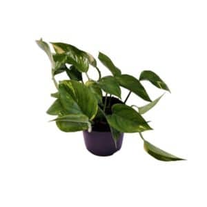 Epipremnum pinn. Aureum in Pot 12cm