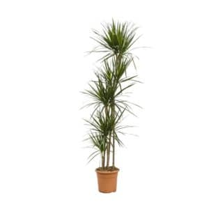 Dracaena Marginata H90-60-30-15cm in Pot 27cm