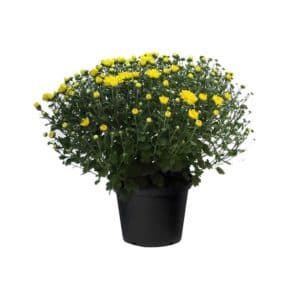 Crisantemo (Chrysanthemum) in Pot 21cm