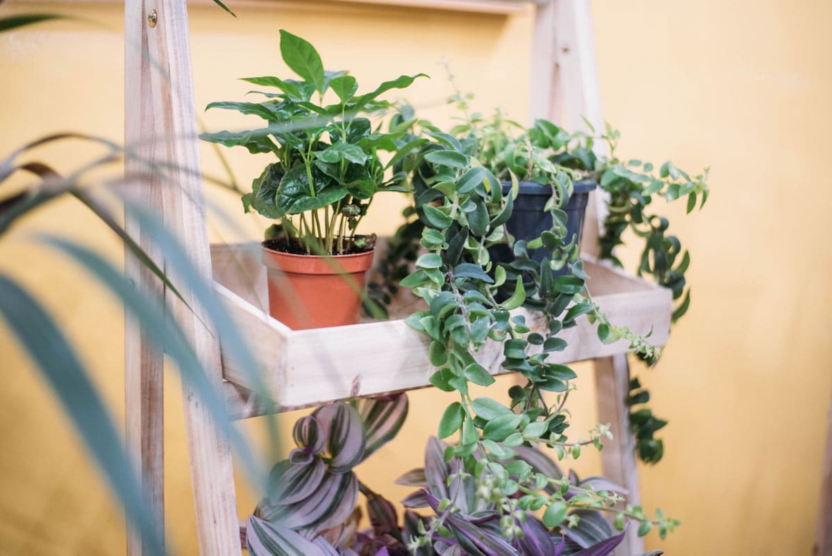 About Sherries Estates Leading Garden Center Malta