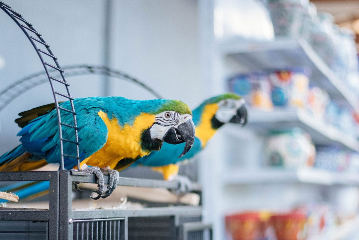 About Sherries Estates Leading Garden Center Malta