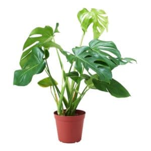 Monstera Cespuglio in Pot 21cm