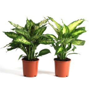 Dieffenbachia Camilla / Compact Mix in Pot 12cm