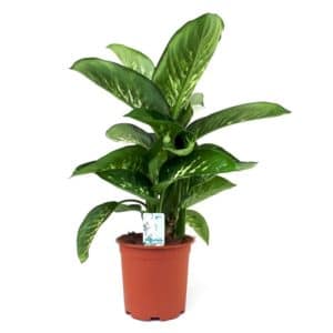 Dieffenbachia Tropical Snow in Pot 17cm
