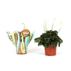Peperomia cap. 'Lilian' in Pot 12cm