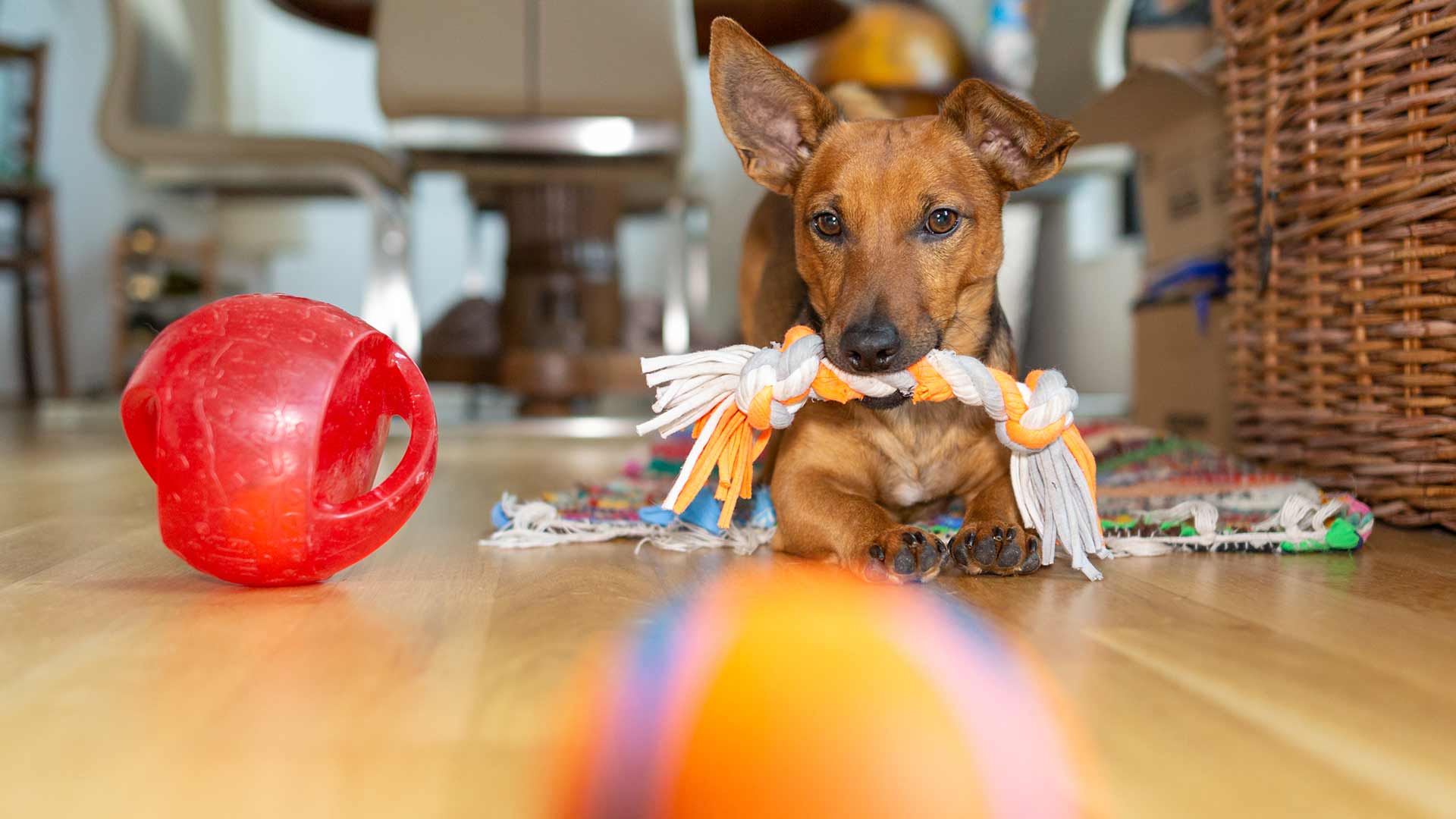 What Indoor Games Keep Your Boston Terrier Busy?  Brain games for dogs, Dog  games, Training your dog