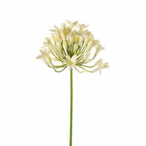 Artificial Agapanthus spray 75cm cream