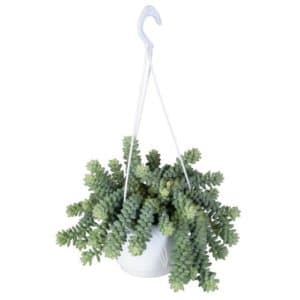 Sedum Burrito In Basket 14cm