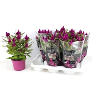 Celosia Deep Purple In Pot 12cm