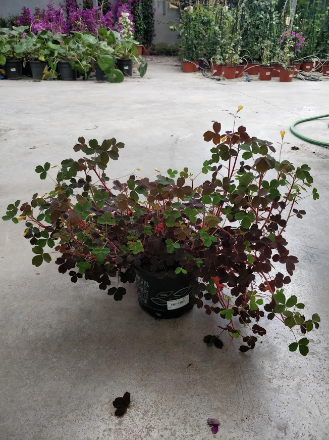 Oxalis in Pot 14cm Sherries Estates