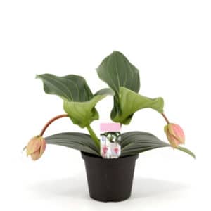 Medinilla Candy in Pot 14cm
